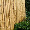 Bamboescherm op rol 180x180cm gelakt