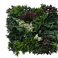 Aslon® Green Wall 50 x 50 cm Element Botanic C