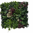 Aslon® Green Wall 50 x 50 cm Element Tropic C