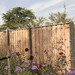 Douglas geschaafd plankenscherm 19-planks 16mm 180x180cm tbv betonsysteem onbehandeld