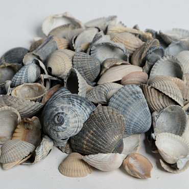 Schelpen blauw/grijs - miniBB